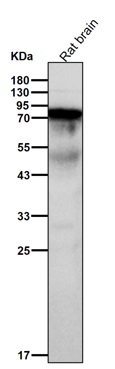 TBR1 Ab