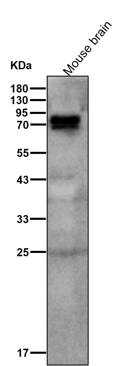 TBR1 Ab