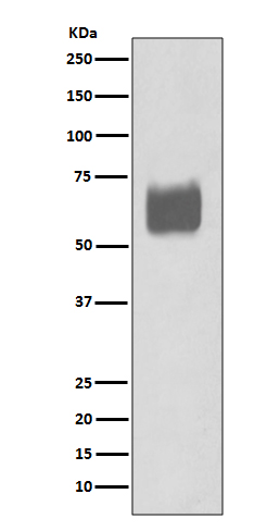 CD80 Ab