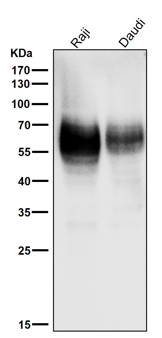 CD80 Ab