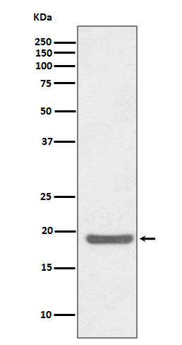 SOD1 Ab