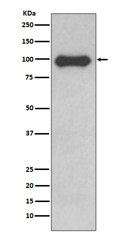 CD19 Ab