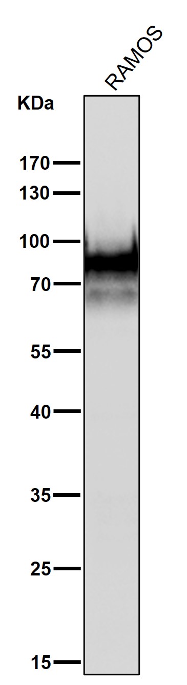 CD19 Ab