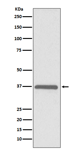 ERCC1 Ab