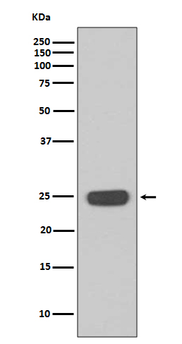 IFN gamma Ab