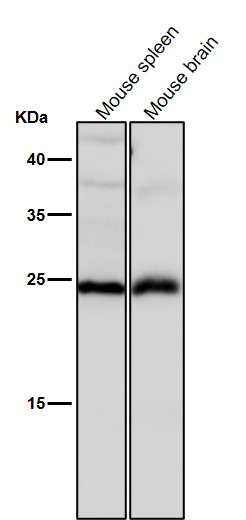 IFN gamma Ab