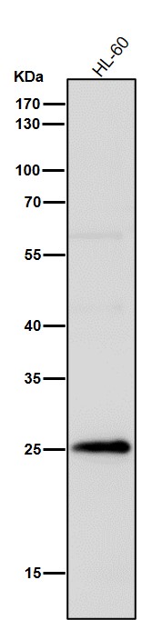 IFN gamma Ab