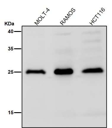 IFN gamma Ab