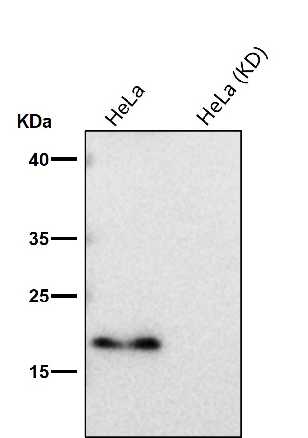 ADP ribosylation factor 6 Ab