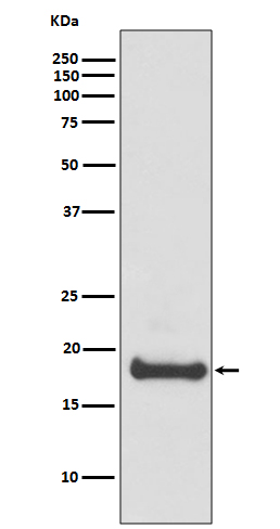 ADP ribosylation factor 6 Ab