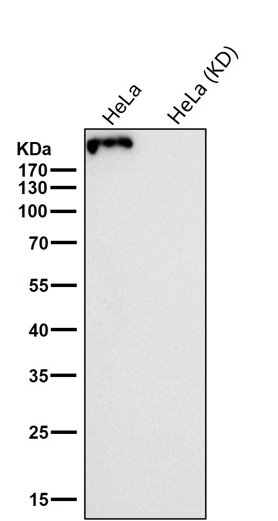 CSPG4 Ab