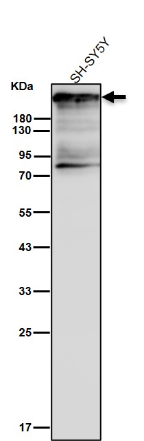 CSPG4 Ab