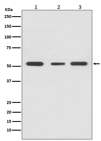 PPAR gamma Ab