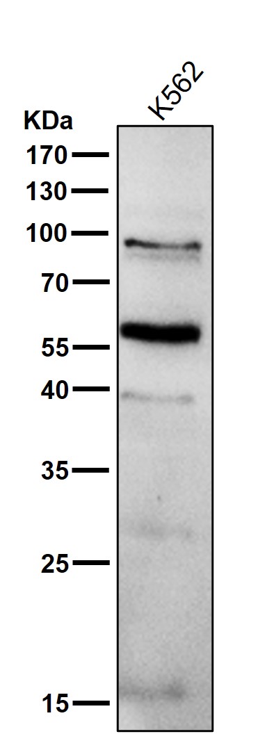 PPAR gamma Ab