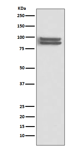 FOXP1 Ab