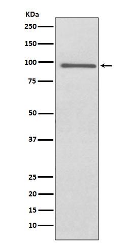 Prospero homeobox protein 1 Ab