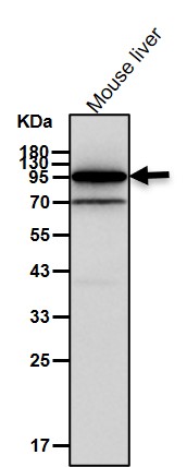 Prospero homeobox protein 1 Ab