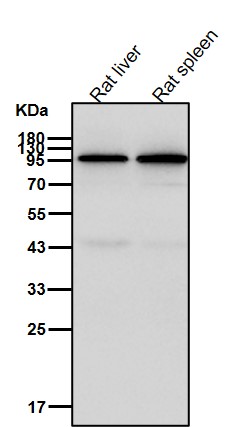 Prospero homeobox protein 1 Ab