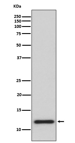 Thioredoxin Ab