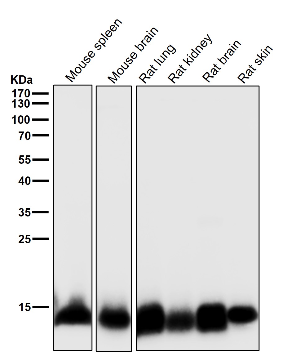 Thioredoxin Ab