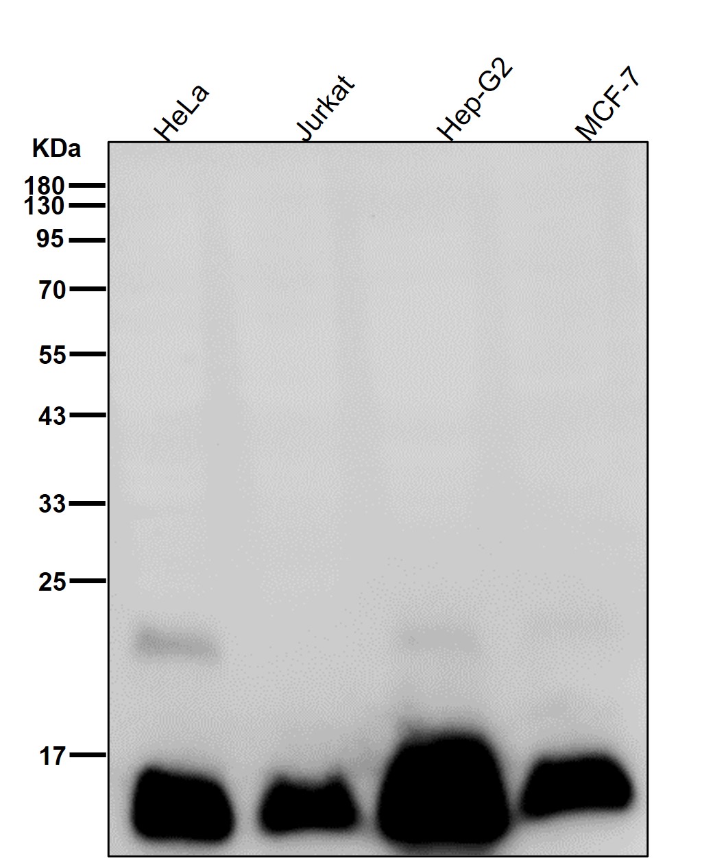 Thioredoxin Ab