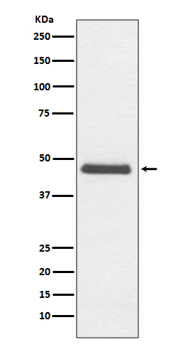 CNPase Ab