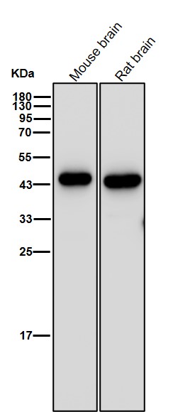 CNPase Ab