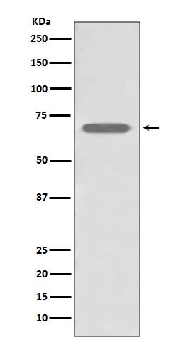 beta 2 Adrenergic receptor Ab