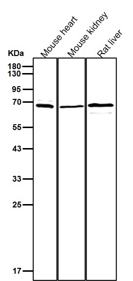 beta 2 Adrenergic receptor Ab