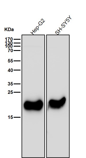 IFN beta Ab