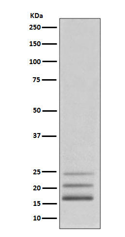 FGF2 Ab