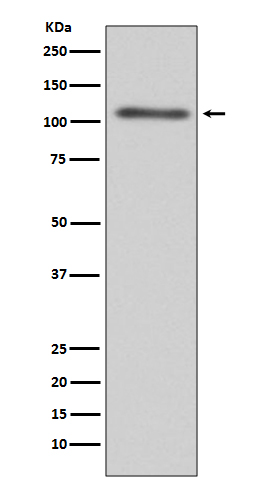 Complement C3 Ab