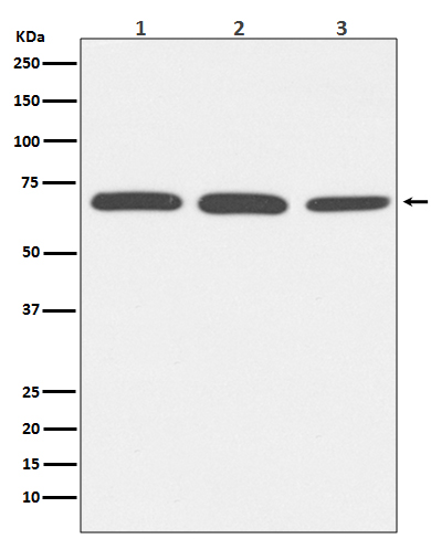 Albumin Ab