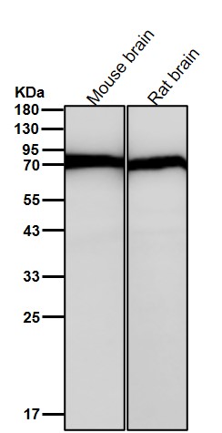 Albumin Ab