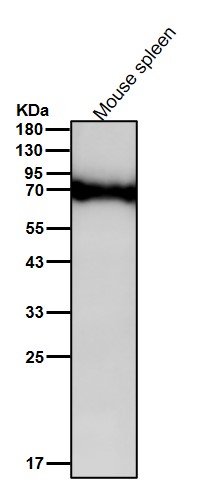 Albumin Ab