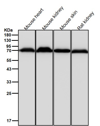 Albumin Ab