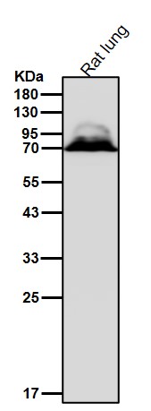 Albumin Ab