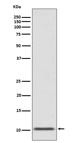 Glucagon Ab