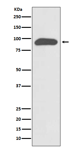 Chromogranin A Ab