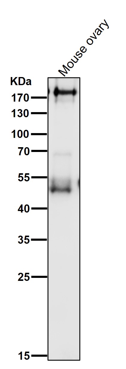 PDGFR alpha Ab