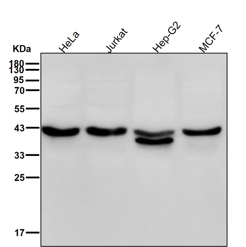 alpha Skeletal muscle actin Ab