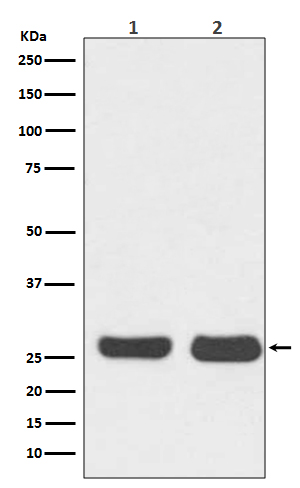 Bcl 2 Ab