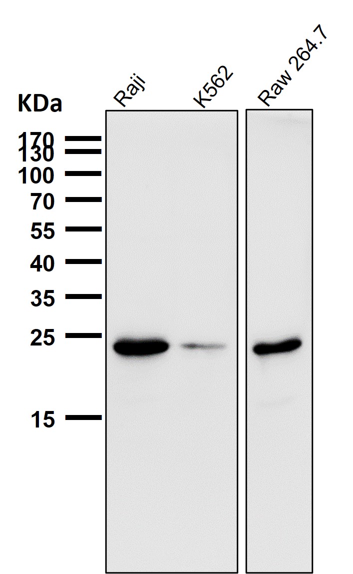 Bcl 2 Ab