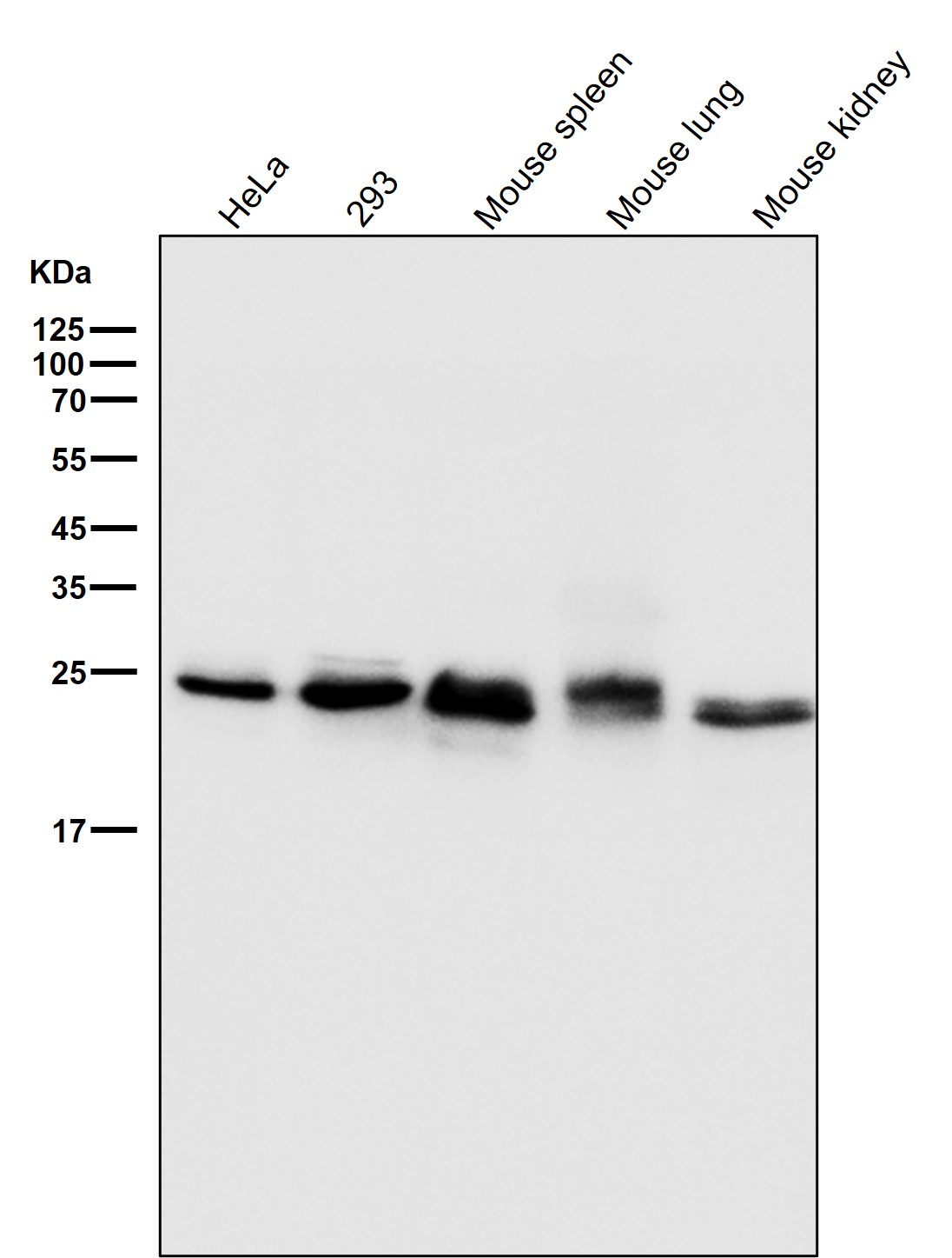 Bcl 2 Ab