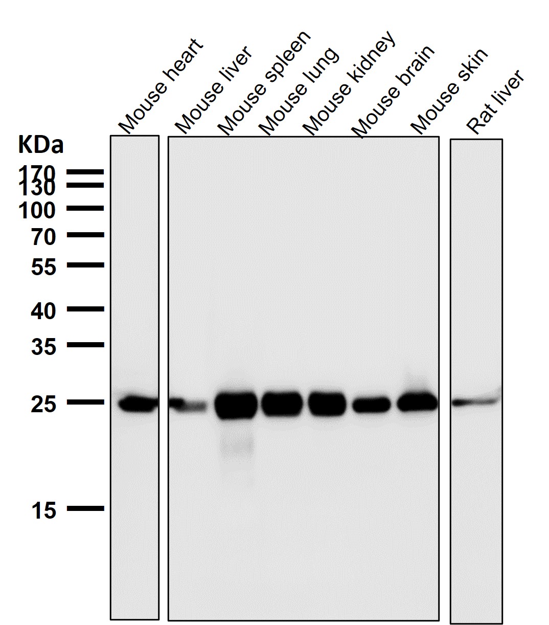 Bcl 2 Ab