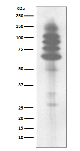 p-Tyrosine Ab