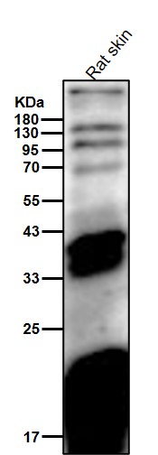 p-Tyrosine Ab