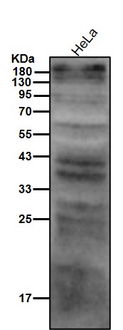 p-Tyrosine Ab