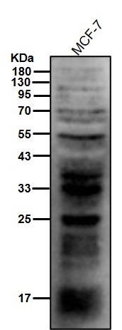 p-Tyrosine Ab