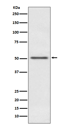 Ribosomal oxygenase 2 Ab